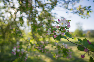 closeup blossoming apple tree with pink flowers in a garden