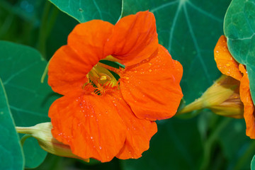 Kapuzinerkresse mit oranger Blüte ist essbar