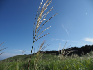 Obraz premium すすき