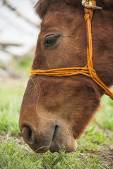 Close up Shot While Horse Grazing