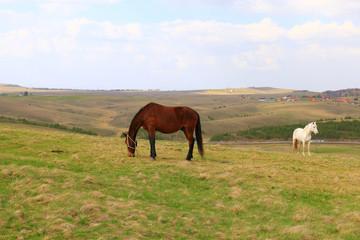 Fototapeta na wymiar horses on the mountain