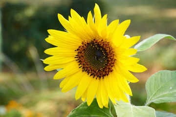 Sonnenblume in Nahaufnahme