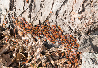 Accumulation of Firebugs