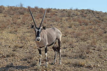 Oryxantilope in freier Wildnis
