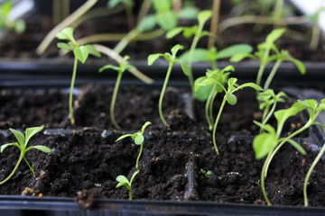 Young green sprouts