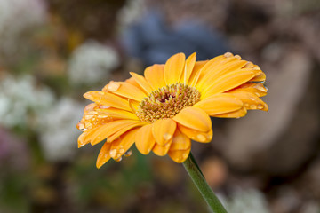 Gerbera avec goutte d'eau sur les p&eacute;tales