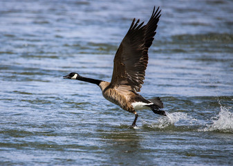 Water Bird Takeoff