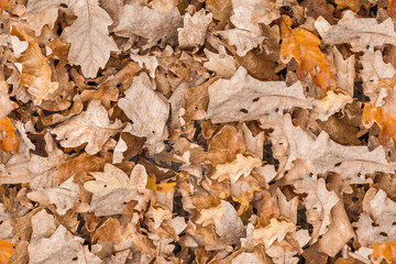 seamless texture dry oak leaf autumn background