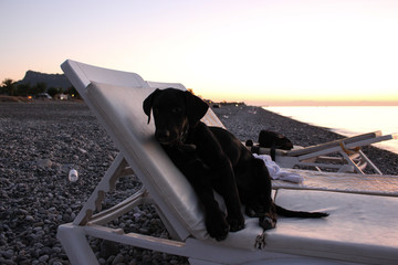 Dog on background beach and sunrise
