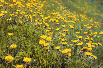 Obraz premium field of yellow dandelions, background picture of beautiful spring flowers