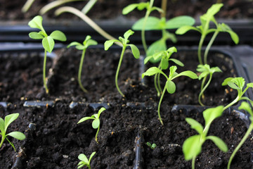 Young sprouts of pepper