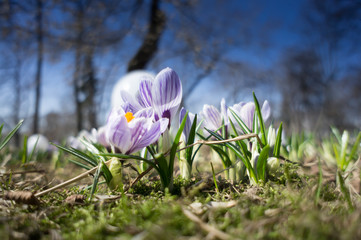pretty crocus on colorful background