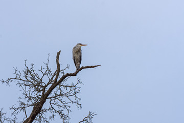large water bird Ardea cinerea standing on a branch above lake