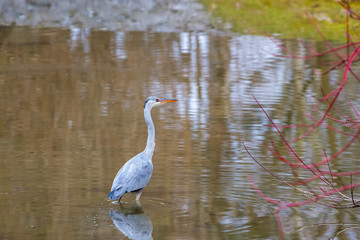big water bird Ardea cinerea is wading in water
