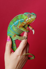alive chameleon reptile © svetography