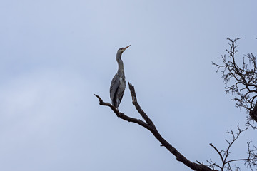 large water bird Ardea cinerea standing on a branch above lake