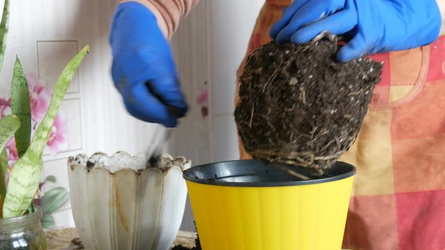 Female hands in blue gloves are transplanted home flowers in a new beautiful yellow pot. The large root of the houseplant is re-rooted