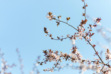 Flovering branch, flovering tree