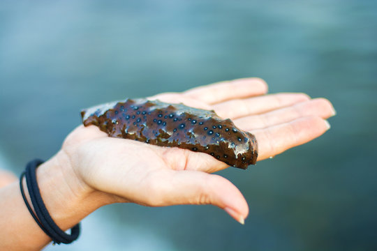 Marine sea lies on the hand, only the marine delicacy on the drawn out Palm, 