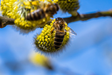 Honey bee (Apis mellifera) pollinating yellow flower of Goat Willow (Salix caprea)