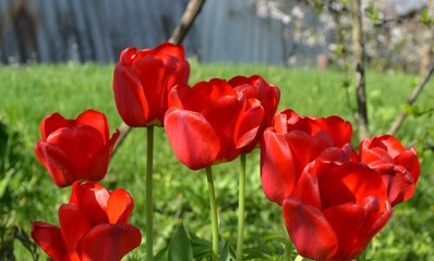 tulips