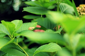 カタツムリと梅雨