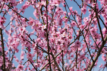 Single almond tree blossoms