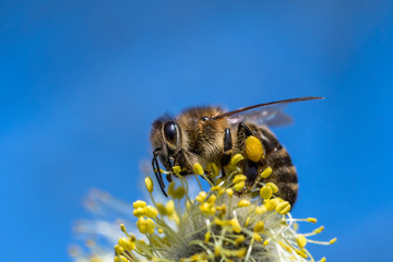 Honey bee (Apis mellifera) pollinating yellow flower of Goat Willow (Salix caprea)