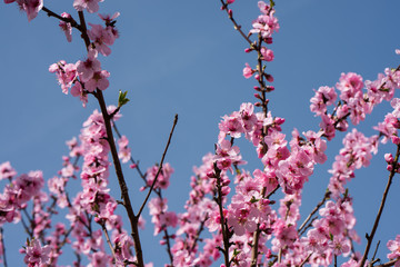 Single almond tree blossoms