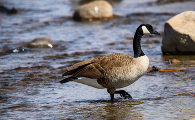 Wading In Shallow Water