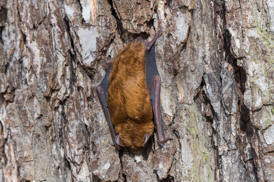 brown bat sleeps on the bark of a tree trunk