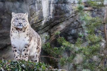 Fototapeta premium Adult snow leopard standing on rocky ledge