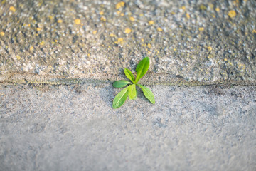 Grass broke through the crack in the pavement. Power of nature