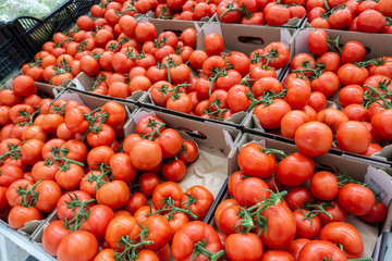 tomatoes in boxes