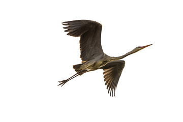 large waterfowl Ardea cinerea has stretched wings, isolated on white background