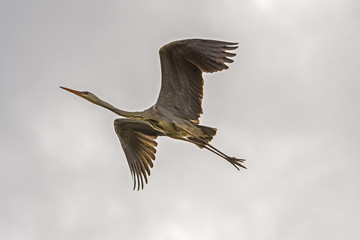 the great water bird Ardea cinerea flies over the lake
