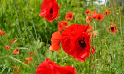 poppies