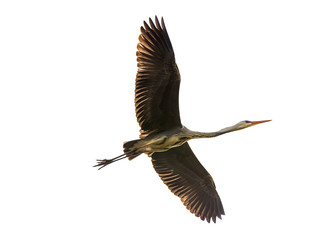 large waterfowl Ardea cinerea has stretched wings, isolated on white background