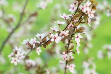 Flovering branch, flovering tree