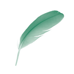 green feather on white background