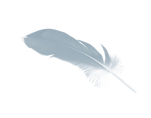 gray feather on white background 