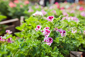 Obraz premium Colorful Spring Flowers