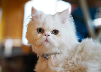Persian and Turkish Van cats cross breed, white color and  cat with odd eyes