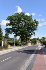 Fototapeta premium Eggesin, Sportplatzeiche in der Stettiner Straße