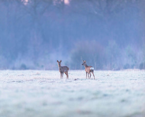 Two roe deer in frozen field at dawn.