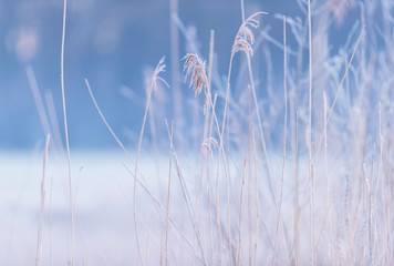 Close-up of frozen reed in field.