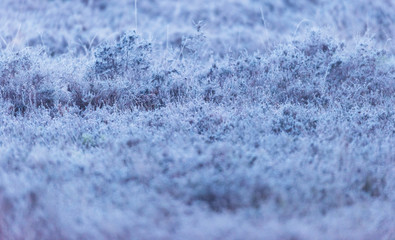 Close-up of frozen heather in early morning.