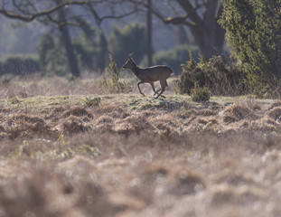 Roe deer buck running in field with juniper bushes.