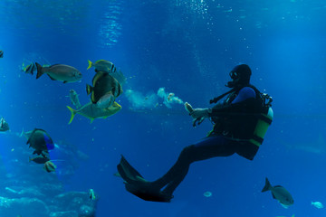 Fototapeta na wymiar At Coral World Underwater Observatory in Eilat