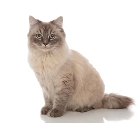 Crédence de cuisine en verre imprimé Chat adorable grey cat with light blue eyes sitting